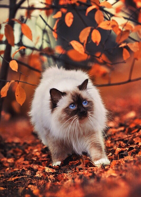 Прикольных котов пост
