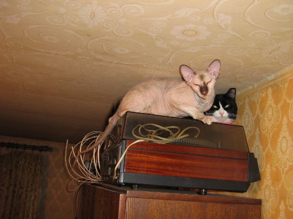 Котовторник (21.02.2012)