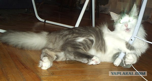 Котовторник  14.08.2012.