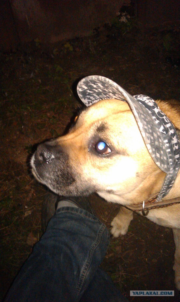 Собакочетверг!