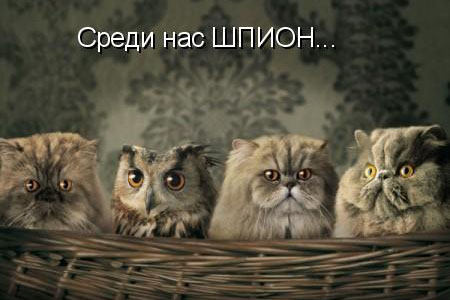 Искусство сливаться с толпой