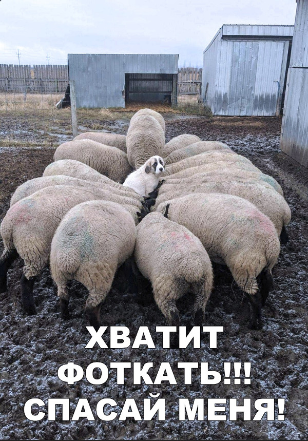 Милые животные. Мимиметр сломался