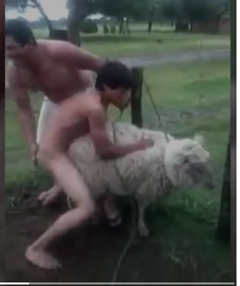 По яйцам бей!