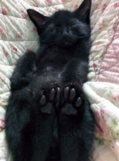 Котики
