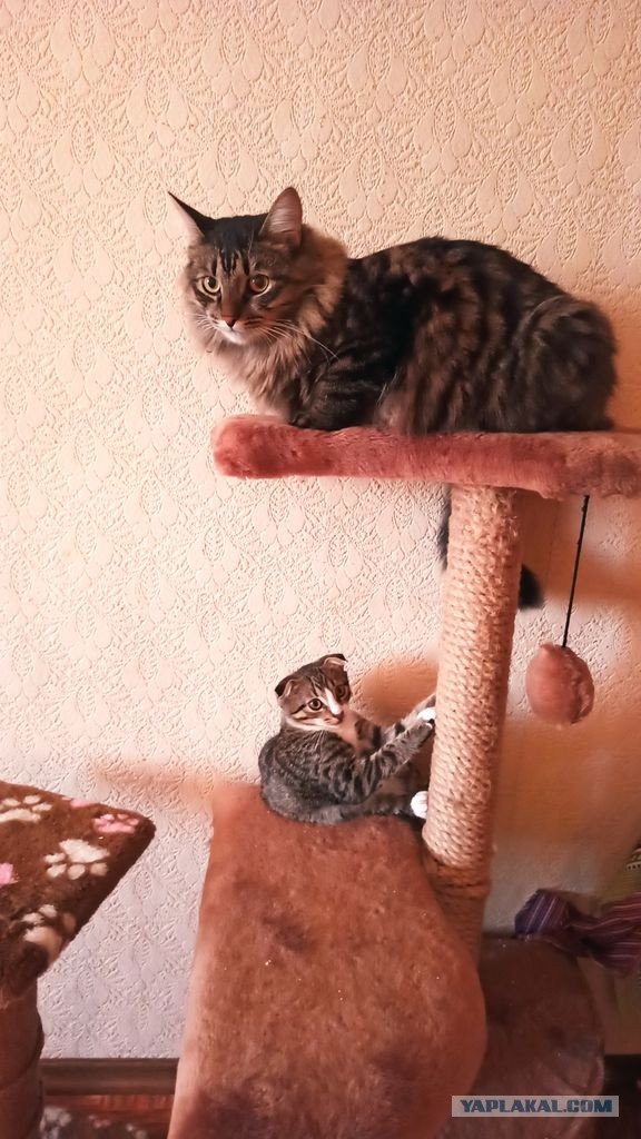 Котовторник же...