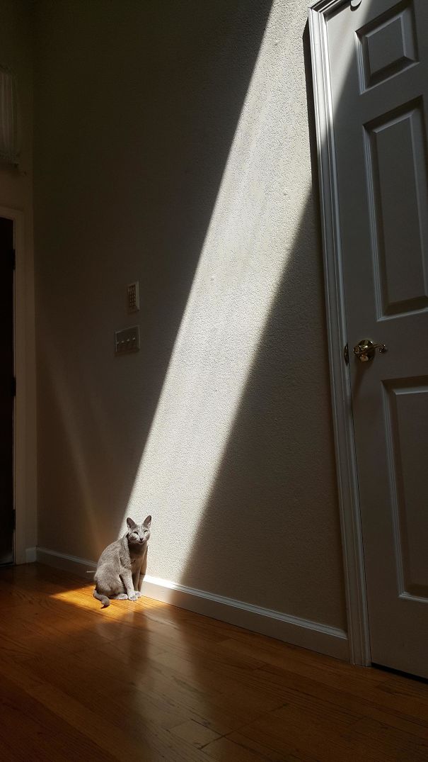 Котейки и солнышко