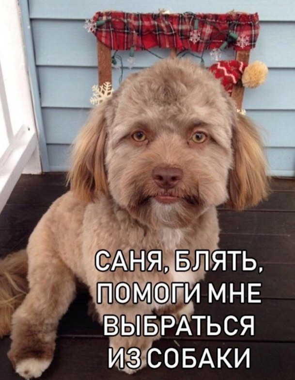 Эвок?
