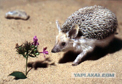 Йожиги! Позитива пост :)