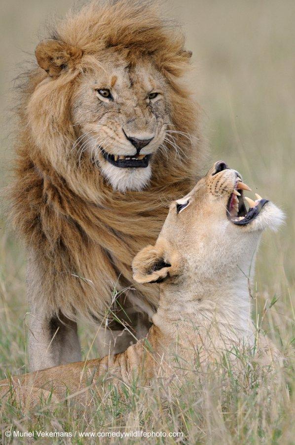 Самые смешные коты и кошки за всю историю комичного конкурса Comedy Wildlife Photography Awards
