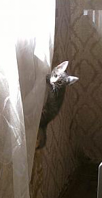 Пожарный из Фресно откачал крошечного котенка