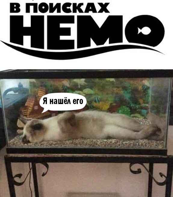 К котовторнику: подборка картинок-баянов с котиками и про котиков. Выпуск 31.
