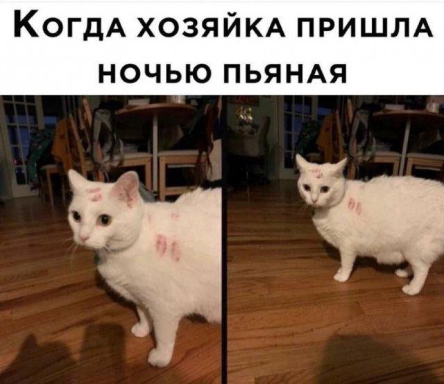Картинки всякие разные невпопад 1.6