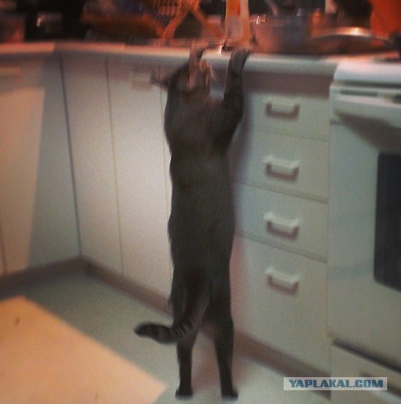 Большой коте или маленькая пума.