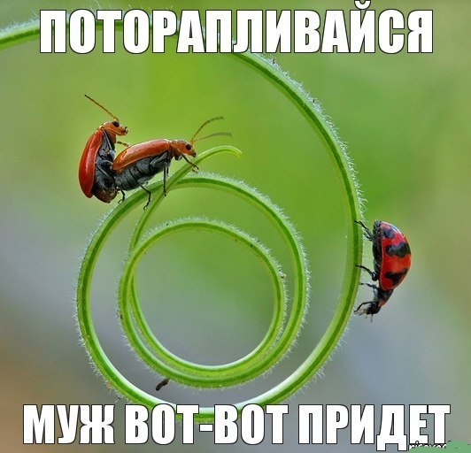 Веселые картинки