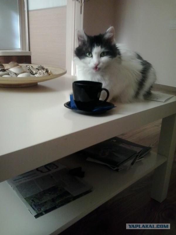 Котовторник 30.09.2014