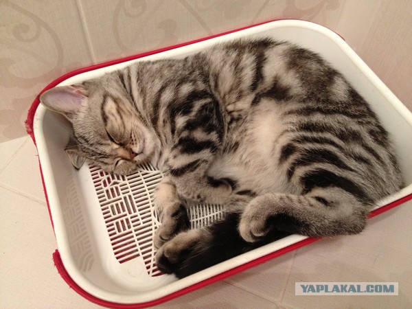 Кошкин Дом