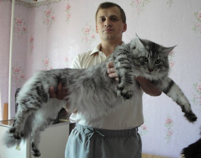 Самые крупные коты