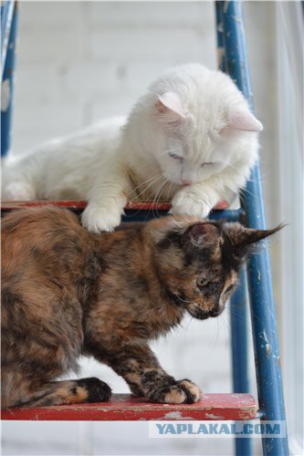 Котовторник 25.08.2015