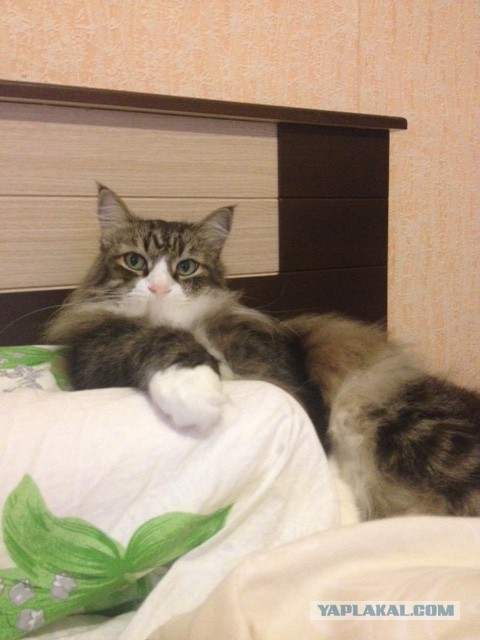 Котовторник 20.10.2015