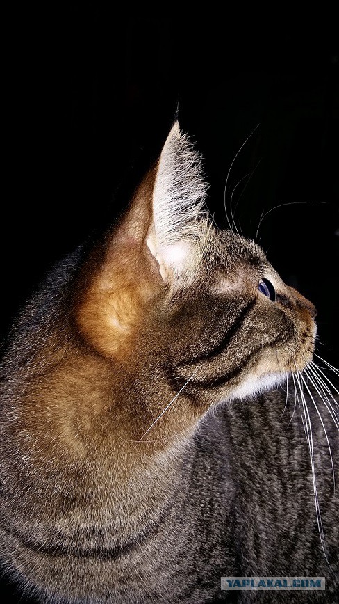 Котооо-о-о-вторник