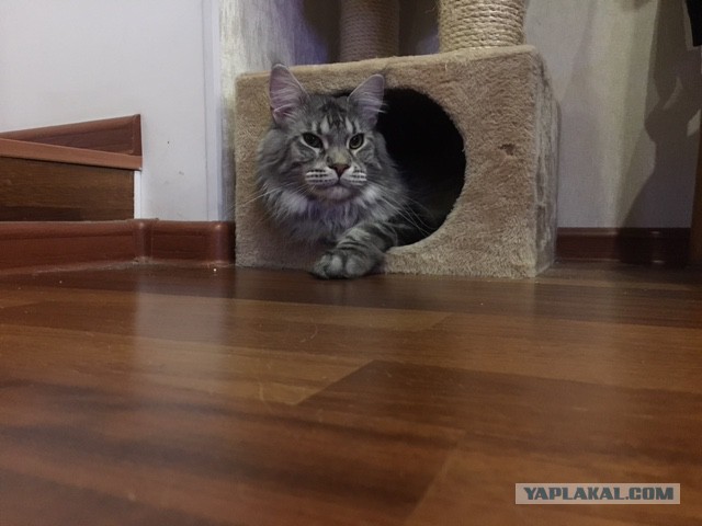Котовторник 19.01.2016