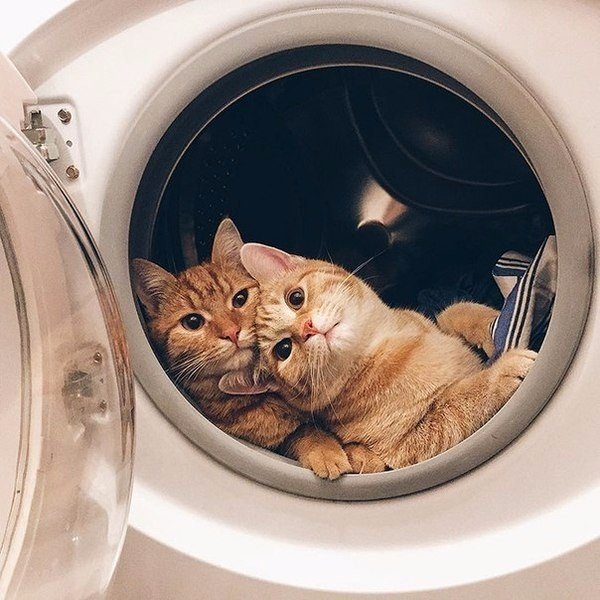 Картинки из ваших этих итернетов...