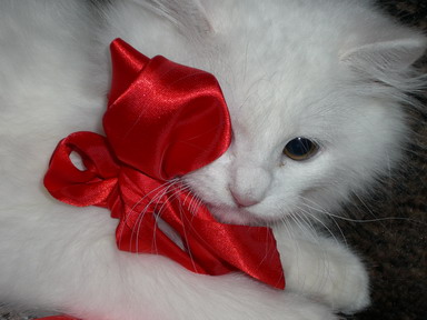 Коты, кошки, котята