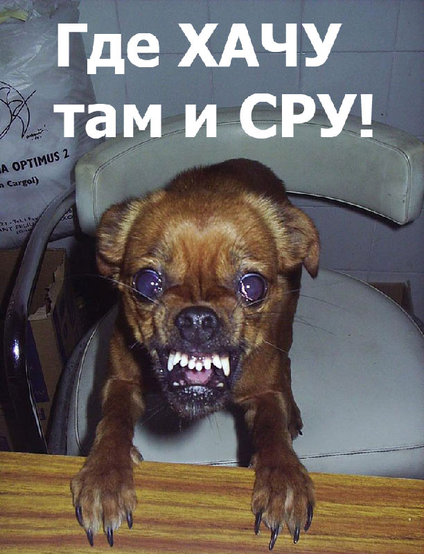 СОБАКИ и ЩЕНКИ. Все про собак!