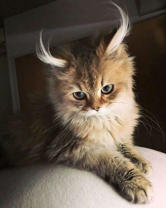 Коты из сети