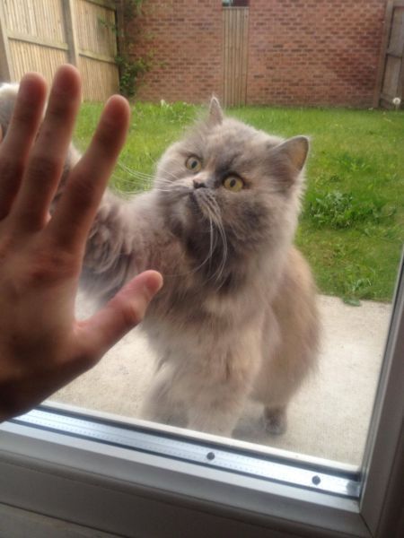 Коты и Кошки