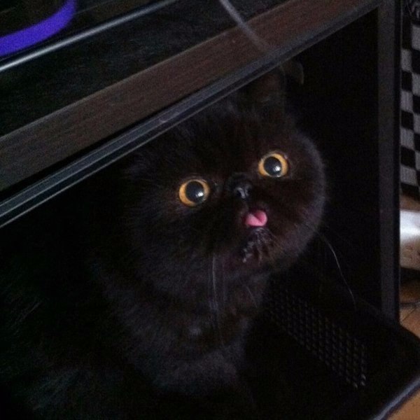 Коты и Кошки