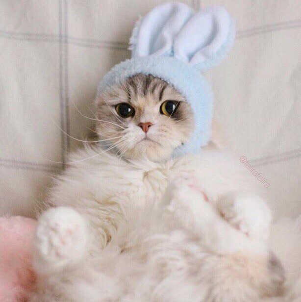 Прикольных котов пост