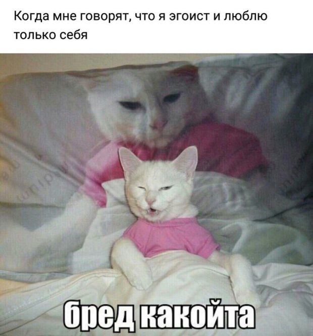 Прикольных котов пост