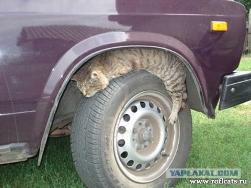 Крузак из Тюмени