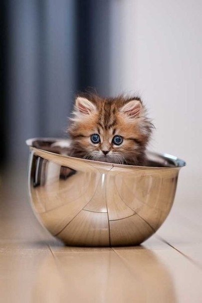 Неадекватные коты