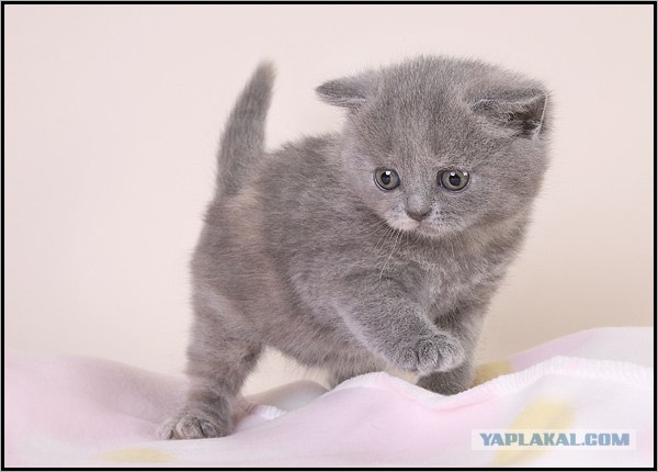 Даёшь Котовторник на ЯПе! (29.07.08)
