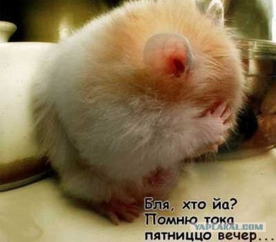 Понедельнечных хомяков топик