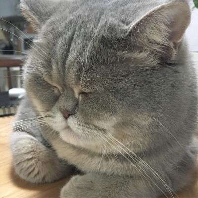 Прикольных котов пост