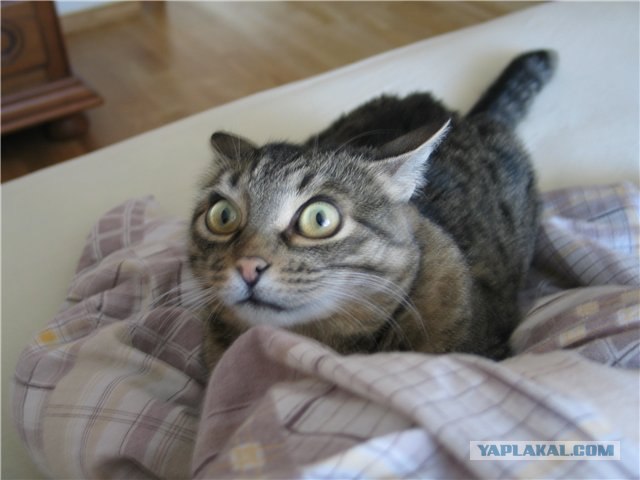 It's Catursday Fever! (Котовторник)