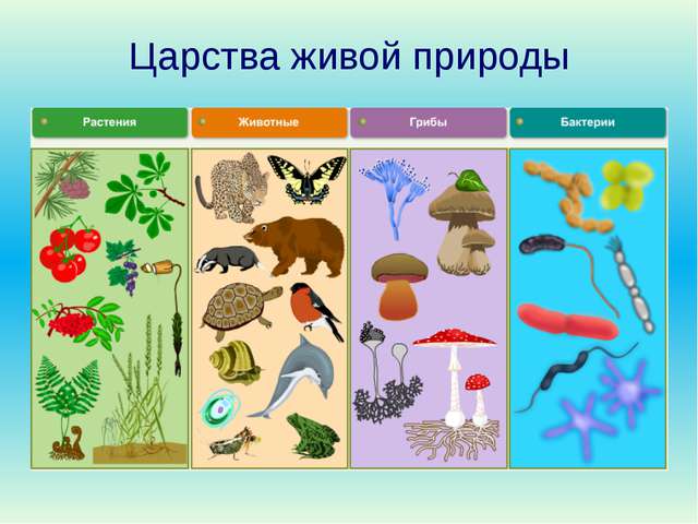 Почему европейцы колонизировали Америку, а не наоборот?