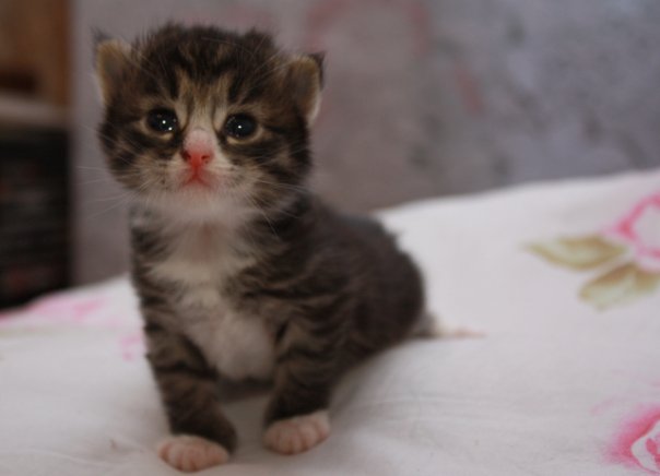 Котовторник уже сегодня!