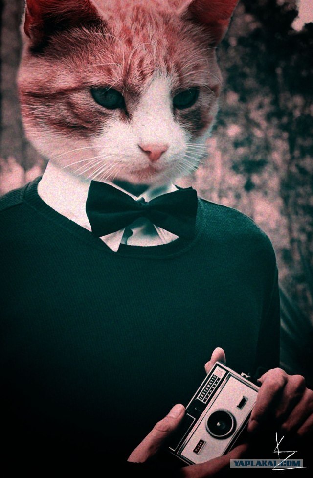 Супер-котофото на котовторник
