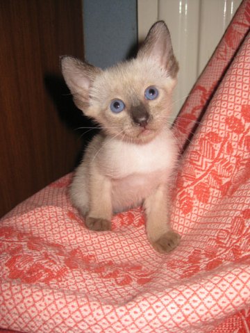 Котовторник (31.01.2012)