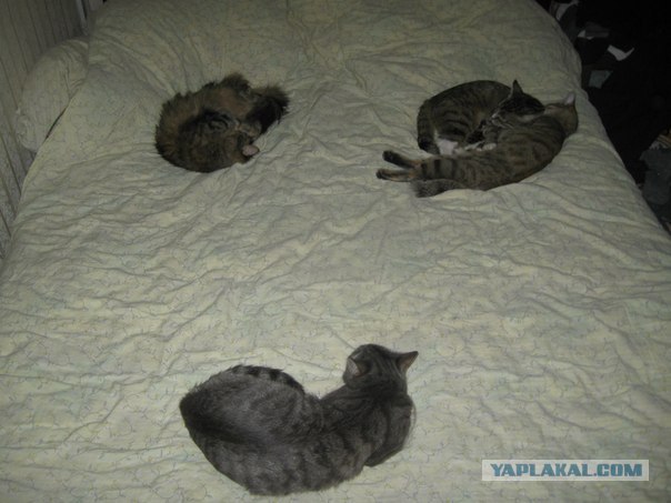 Котовторник (21.02.2012)