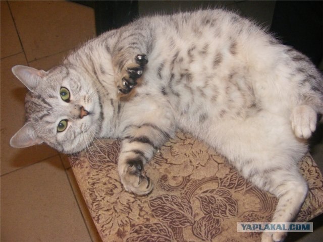 Котовторник 20.03.2012