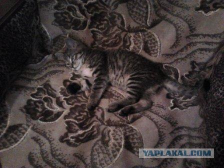 Котовторник 8 мая 2012