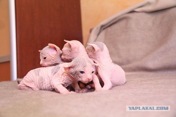 Сфинксики...