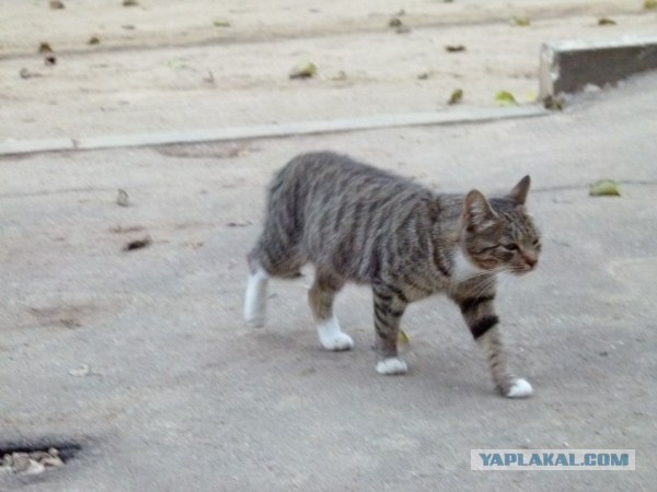 Котовторник  16.10.12