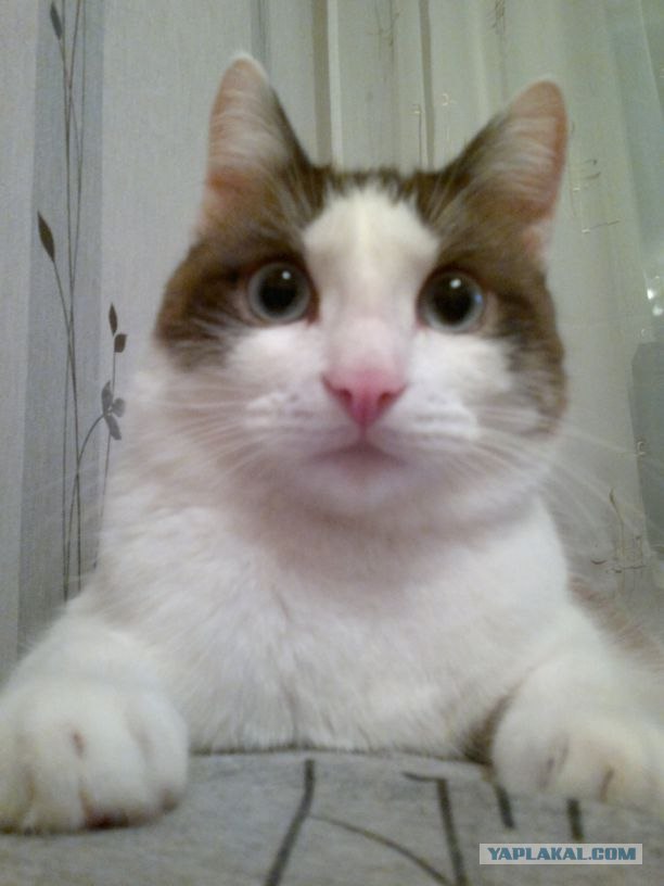 Котовторник 30.10.2012