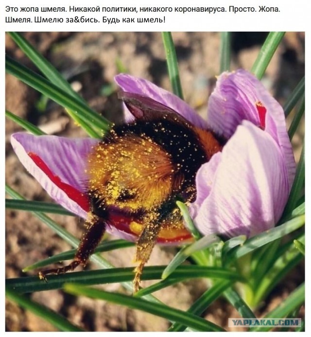 Мохнатый шмель